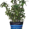 Accent Home & Garden - Sale Flower Pot Cover - Good Luck Accent