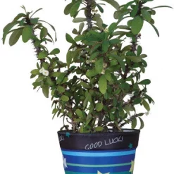 Accent Home & Garden - Sale Flower Pot Cover - Good Luck Accent
