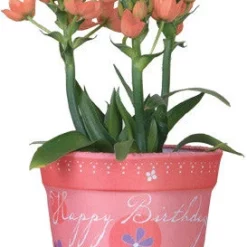 Accent Home & Garden - Sale Flower Pot Cover - Happy Birthday